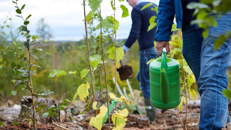 baeume-giessen_imageslider