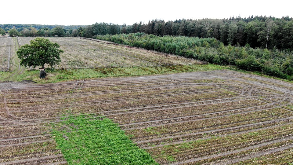 drohne-baum-gruenstreifen-okt2020_imageslider