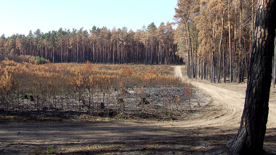 verbrannte-kiefern_imageslider