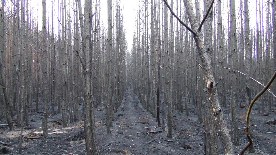 verkohlte-baeume_imageslider