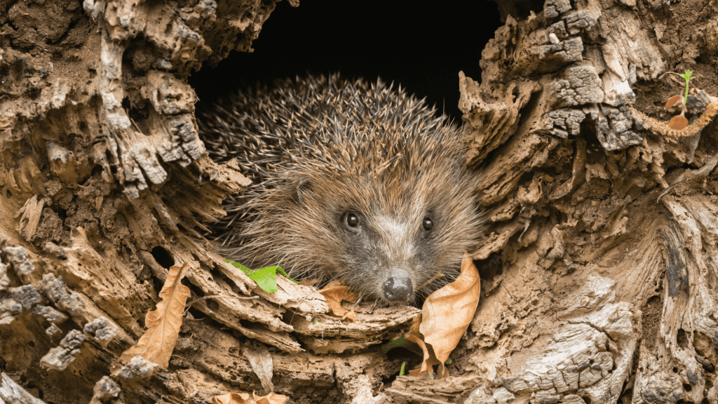 Igel schaut aus seinem Versteck im Baum heraus